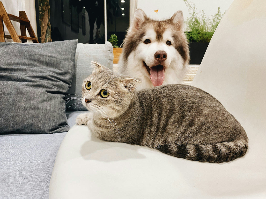 The Complete Pet Health Guide