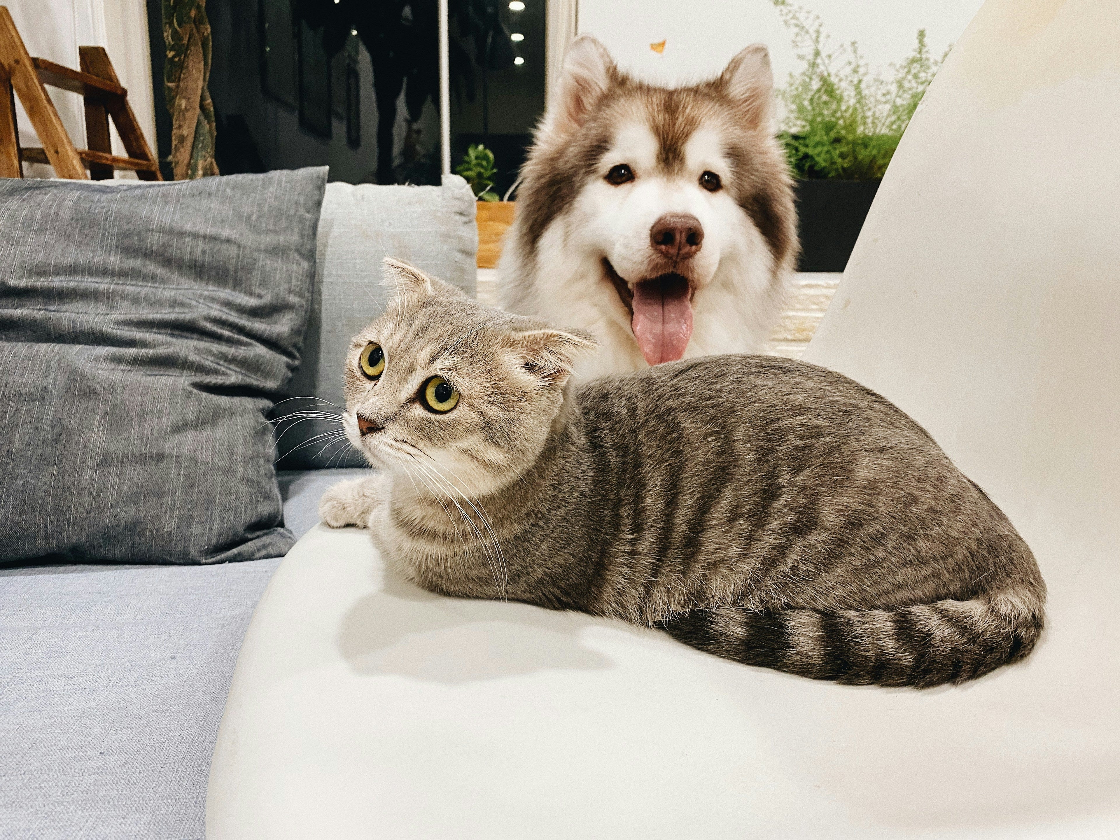The Complete Pet Health Guide